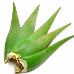 Aloe Vera Leaves, 1 each