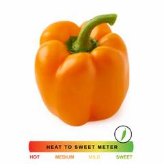 Orange Bell Pepper