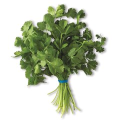 Cilantro